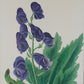 Gráfico Paxton, Joseph 1838 Hand Col Botanical Print. Aconitum Chinensis