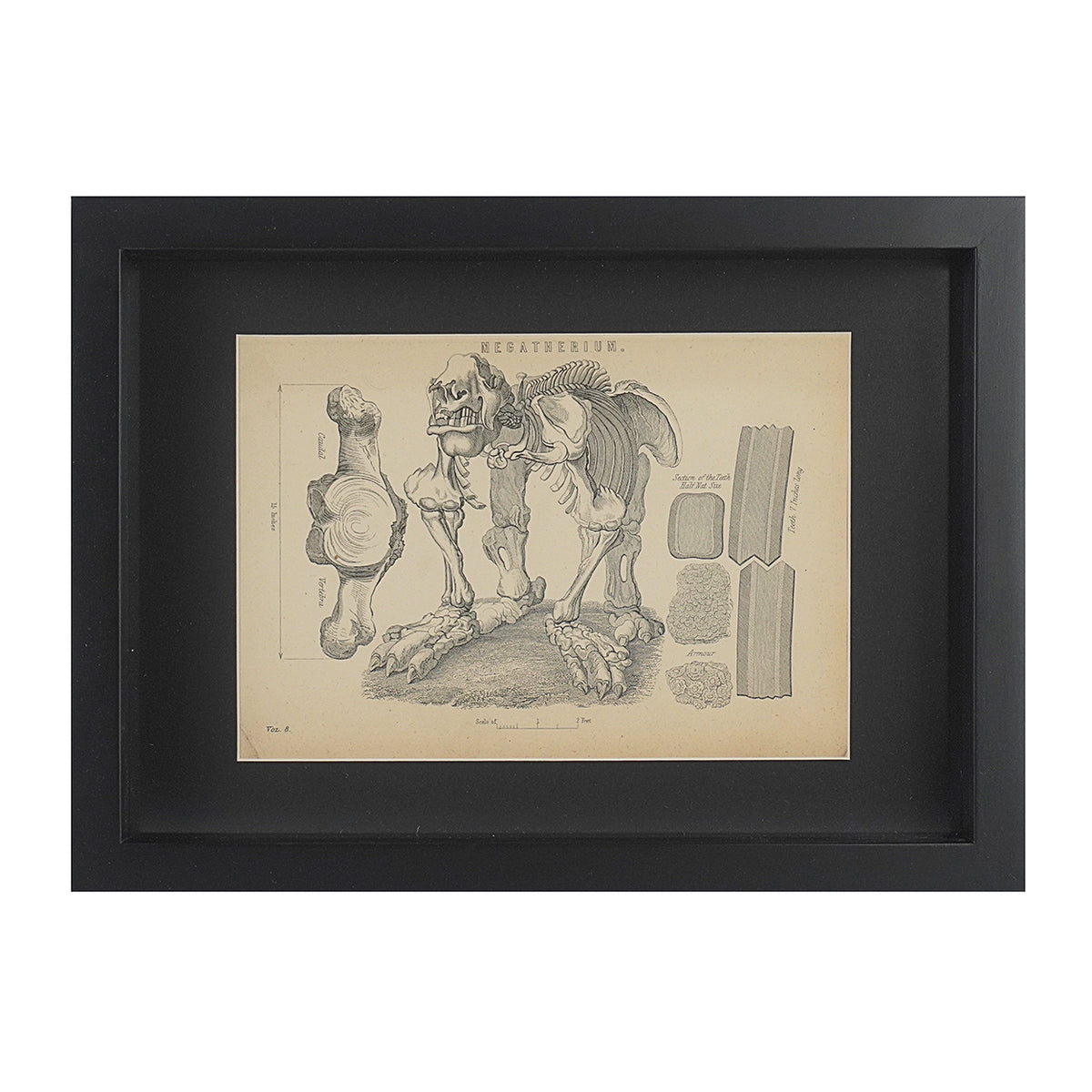 Engraving of a Megatherium. London. 1875. Recent frame. Antique.