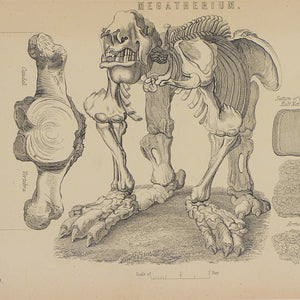 Engraving of a Megatherium. London. 1875. Recent frame. Antique.