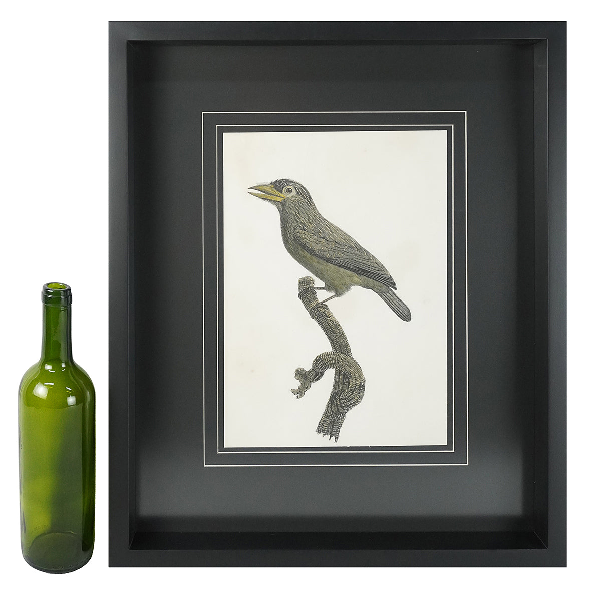 Hand-colored bird engraving "Streaked starling". 19th century. Recent frame.