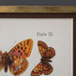 Cromolitografía mariposas. W. Furneaux. Año 1905.