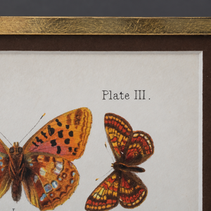 Cromolitografía mariposas. W. Furneaux. Año 1905.