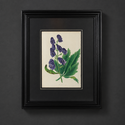 Gráfico Paxton, Joseph 1838 Hand Col Botanical Print. Aconitum Chinensis