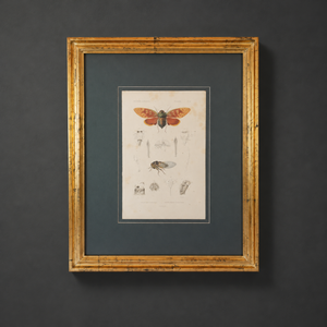 Grabado de insectos coloreado a mano. Segunda mitad del siglo XIX.
