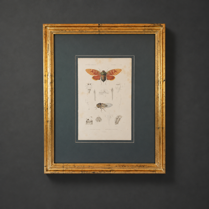 Grabado de insectos coloreado a mano. Segunda mitad del siglo XIX.
