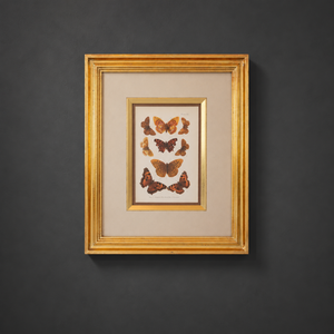 Cromolitografía mariposas. W. Furneaux. Año 1905.