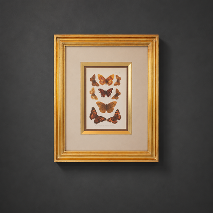 Cromolitografía mariposas. W. Furneaux. Año 1905.