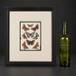 Cromolitografía de mariposas.  J. Gordon. Londres. Ca. 1900. Enmarcada.