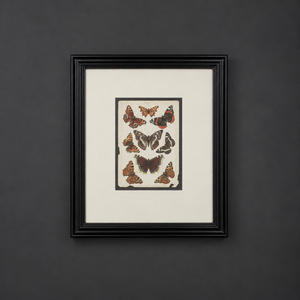 Cromolitografía de mariposas.  J. Gordon. Londres. Ca. 1900. Enmarcada.
