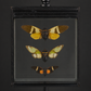 Caja con 3 cigarras. Reciente.
