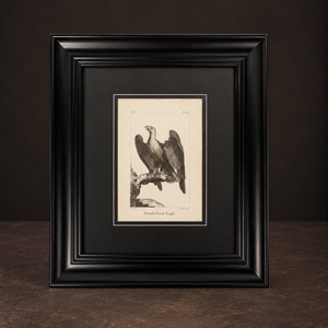 Engraving "The Eagle". 1779. Antique. Shows signs of age. Recent frame.