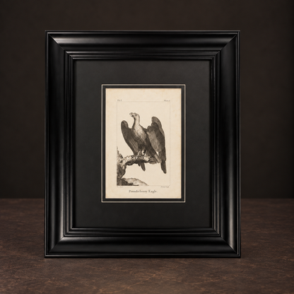 Engraving "The Eagle". 1779. Antique. Shows signs of age. Recent frame.