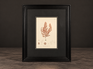 Seaweed print "Polysiphonia violacea". 1859. Recent frame. Antique.