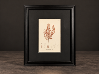 Seaweed print "Polysiphonia violacea". 1859. Recent frame. Antique.