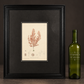 Seaweed print "Polysiphonia violacea". 1859. Recent frame. Antique.