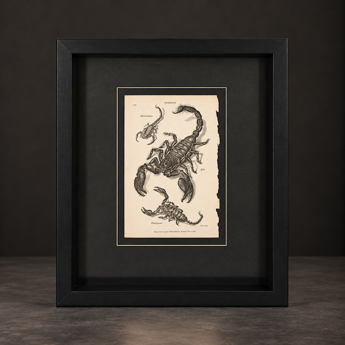 Scorpion print. 1809. Recent frame. Antique.
