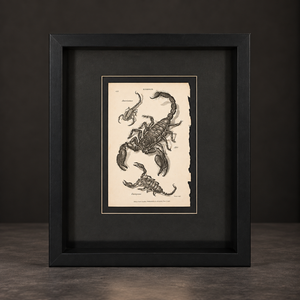 Scorpion print. 1809. Recent frame. Antique.
