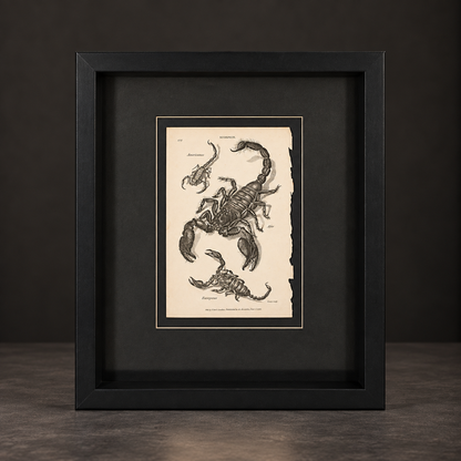 Scorpion print. 1809. Recent frame. Antique.